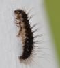 Dermestes sp.